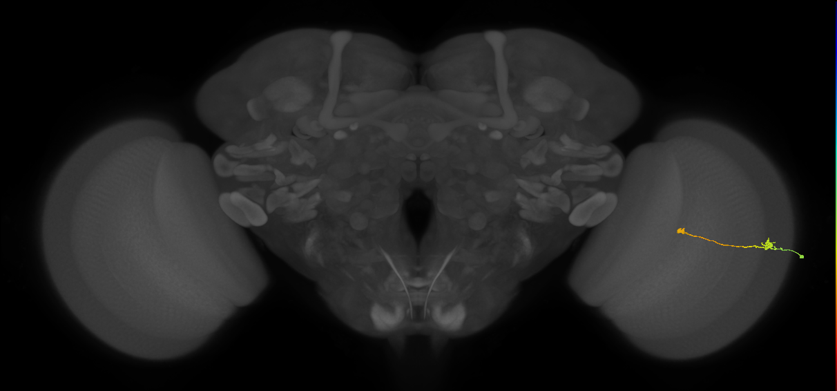 Tm9_R (MaleCNS:145922)