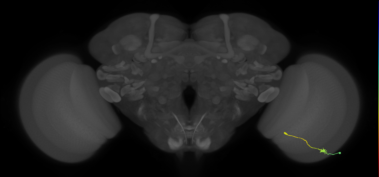 Tm9_R (MaleCNS:84318)