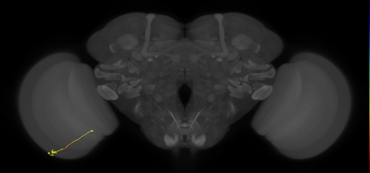 Tm9_L (MaleCNS:51550)