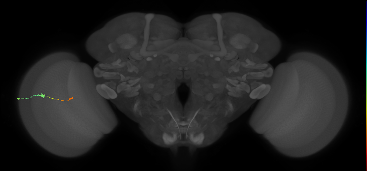 Tm9_L (MaleCNS:159796)