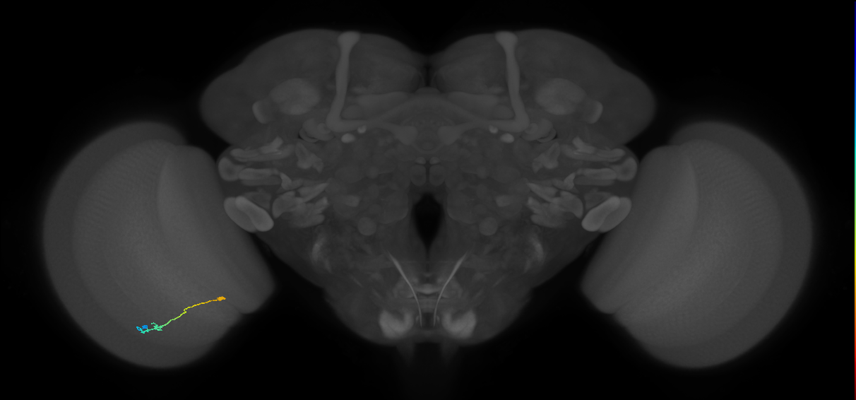 Tm9_L (MaleCNS:50896)