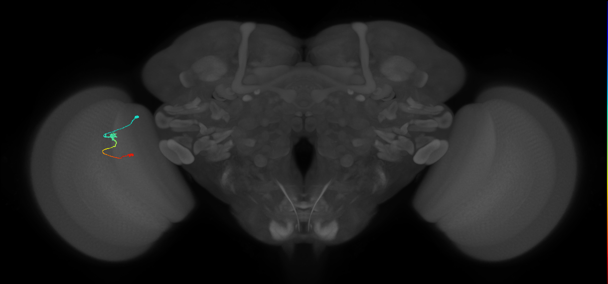 Tm9_L (MaleCNS:150490)