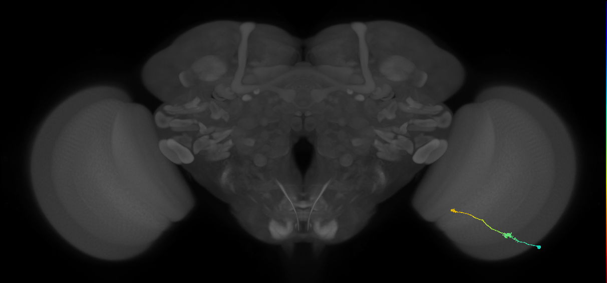Tm9_R (MaleCNS:91845)