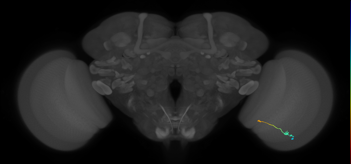 Tm9_R (MaleCNS:97599)