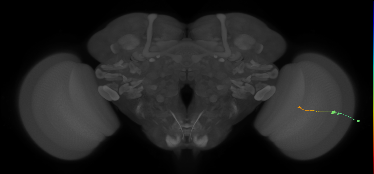 Tm9_R (MaleCNS:92010)