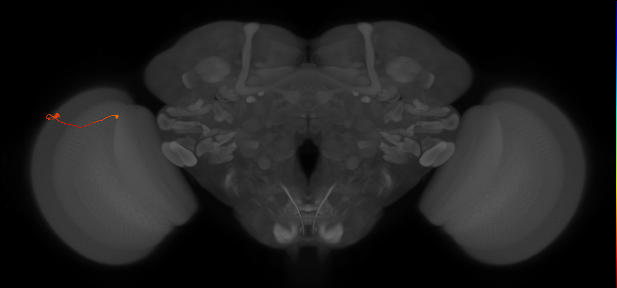 Tm9_L (MaleCNS:164125)