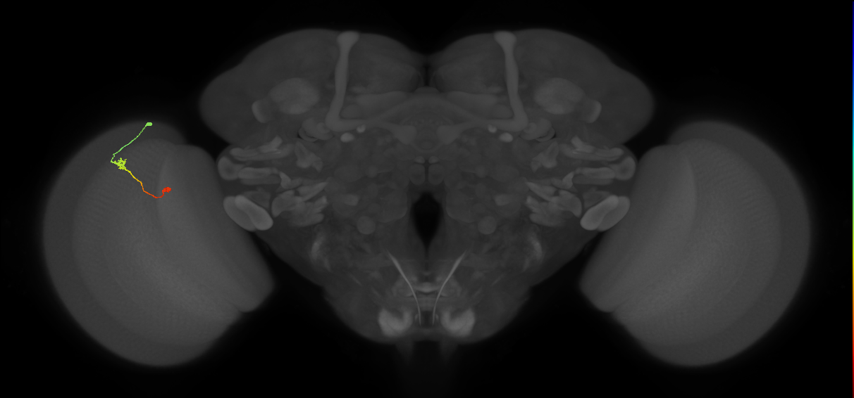 Tm9_L (MaleCNS:109904)