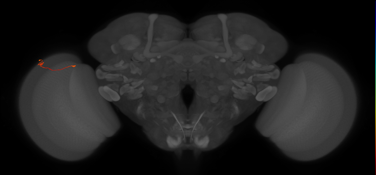 Tm9_L (MaleCNS:149793)