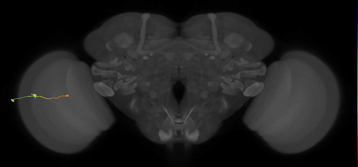 Tm9_L (MaleCNS:72520)