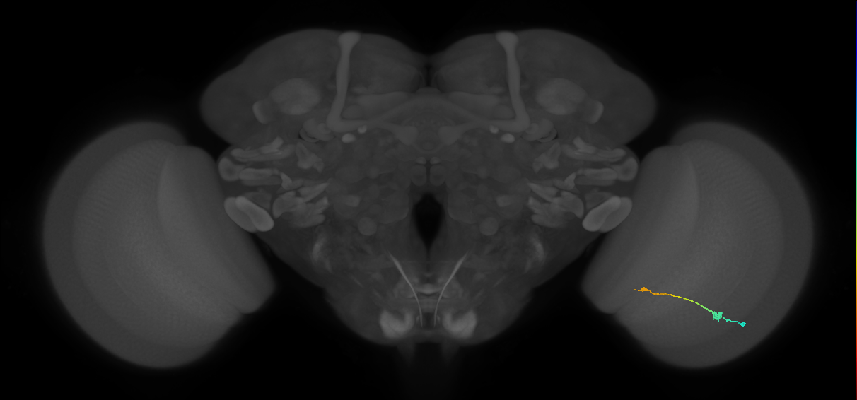Tm9_R (MaleCNS:94767)