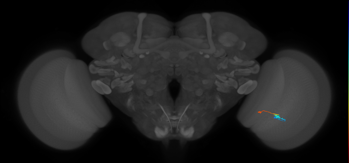 Tm9_R (MaleCNS:104264)