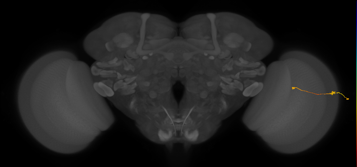 Tm9_R (MaleCNS:147007)