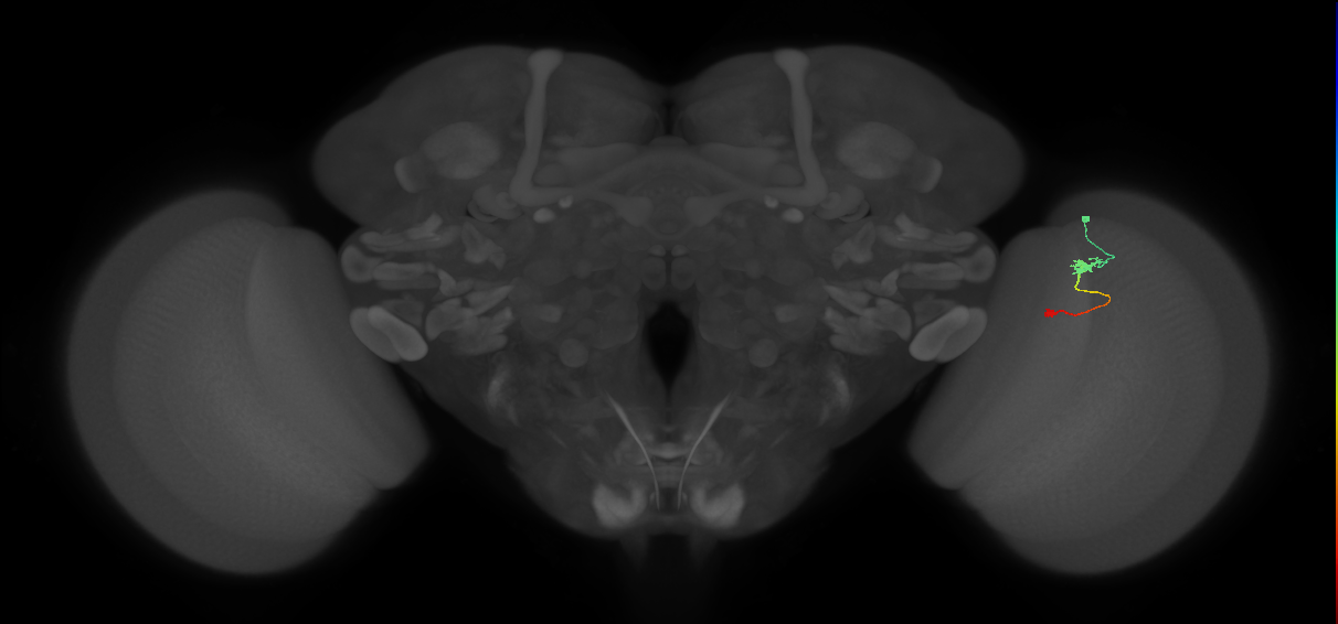 Tm9_R (MaleCNS:114042)