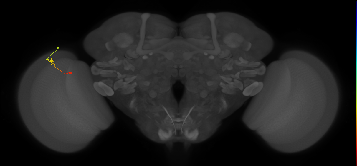 Tm9_L (MaleCNS:119926)