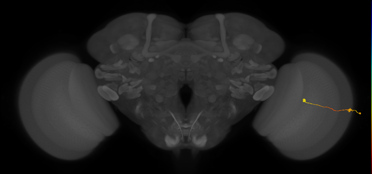 Tm9_R (MaleCNS:146854)