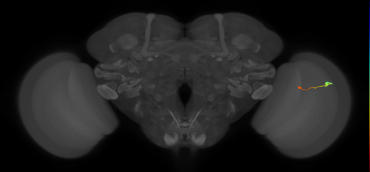 Tm9_R (MaleCNS:113307)