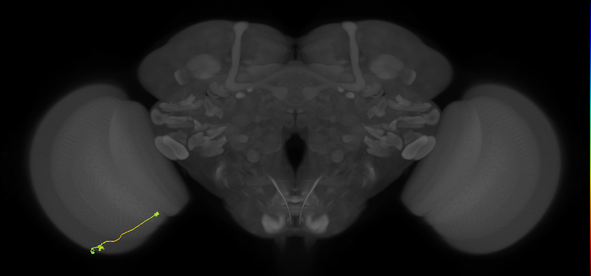 Tm9_L (MaleCNS:125365)