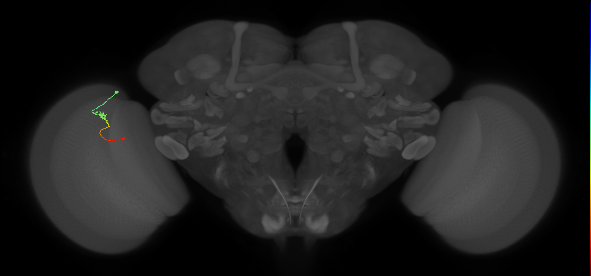 Tm9_L (MaleCNS:149152)