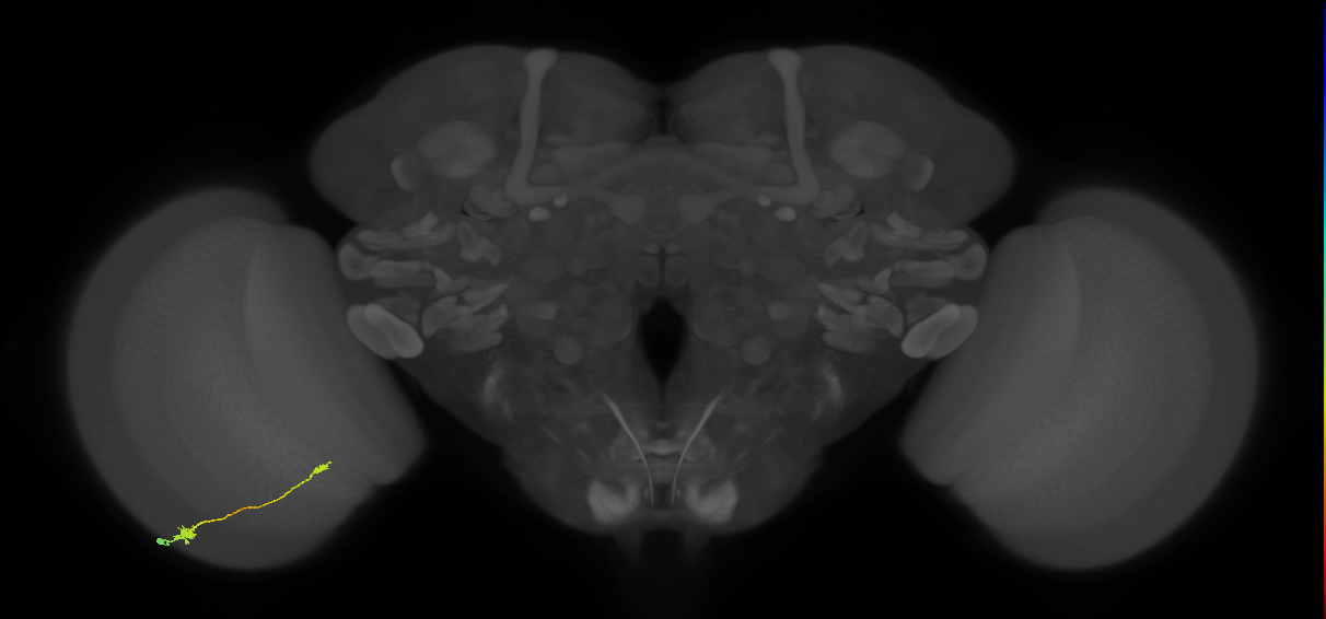 Tm9_L (MaleCNS:97433)