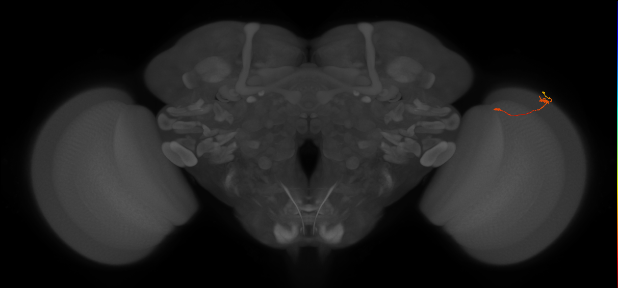 Tm9_R (MaleCNS:124302)
