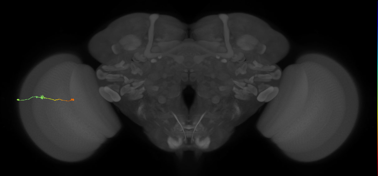 Tm9_L (MaleCNS:111290)