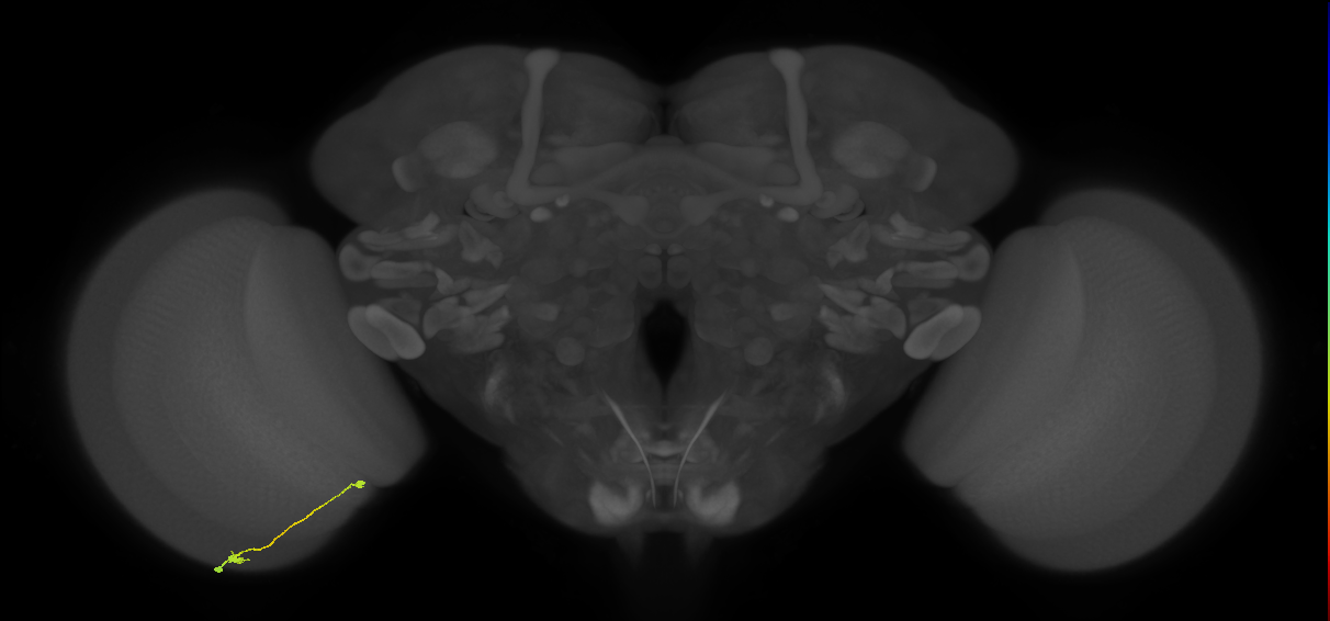 Tm9_L (MaleCNS:525573)