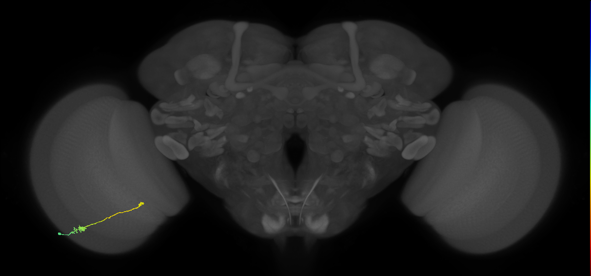 Tm9_L (MaleCNS:525957)