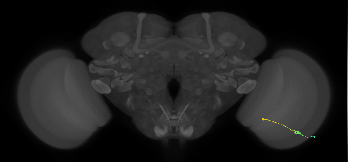 Tm9_R (MaleCNS:89062)