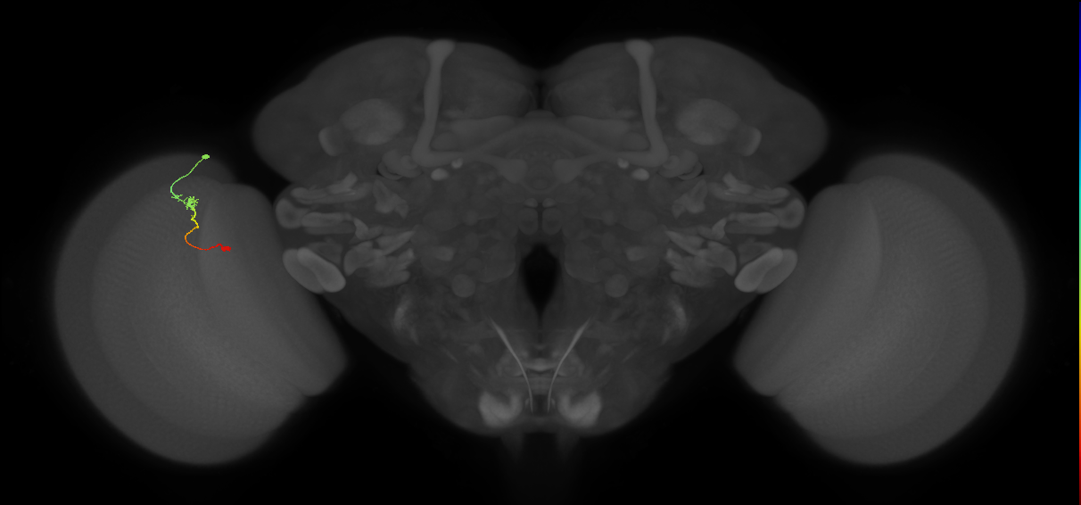 Tm9_L (MaleCNS:119967)