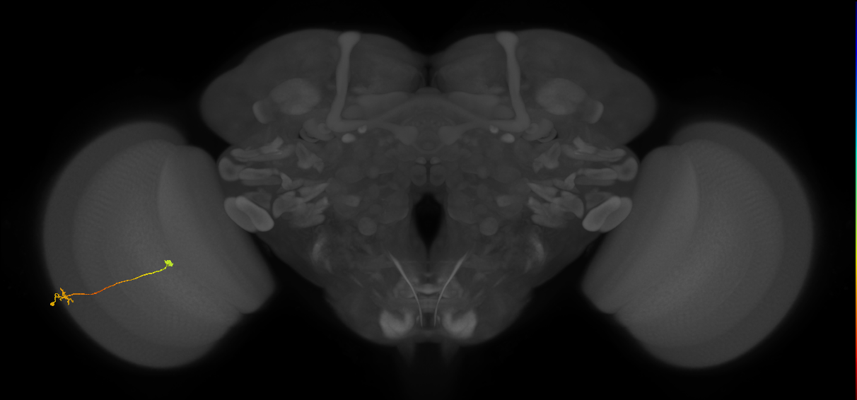 Tm9_L (MaleCNS:115068)