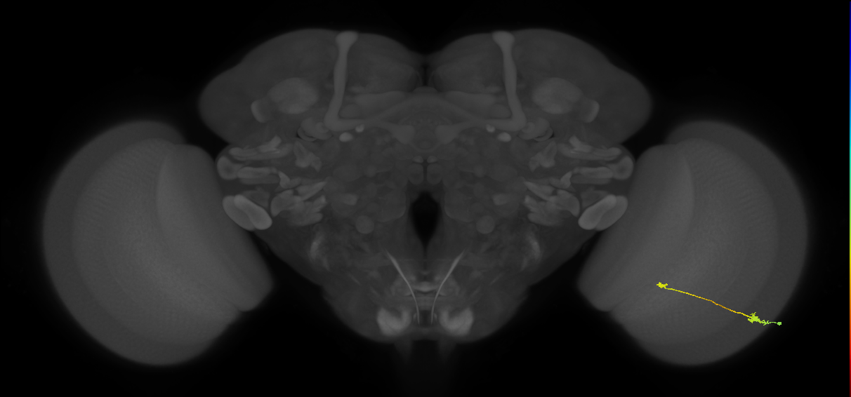 Tm9_R (MaleCNS:89138)