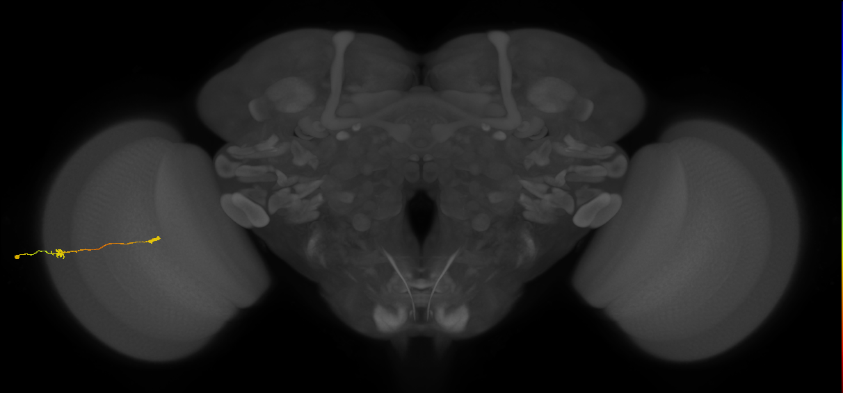 Tm9_L (MaleCNS:214236)