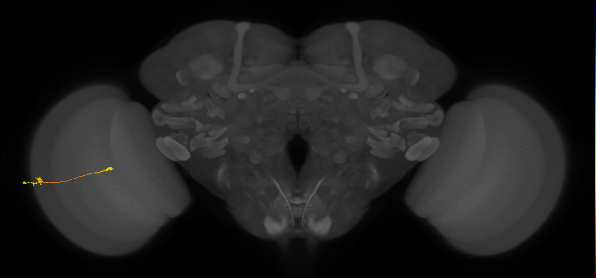 Tm9_L (MaleCNS:541998)