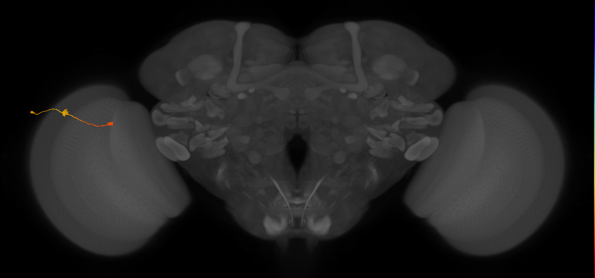 Tm9_L (MaleCNS:23811)