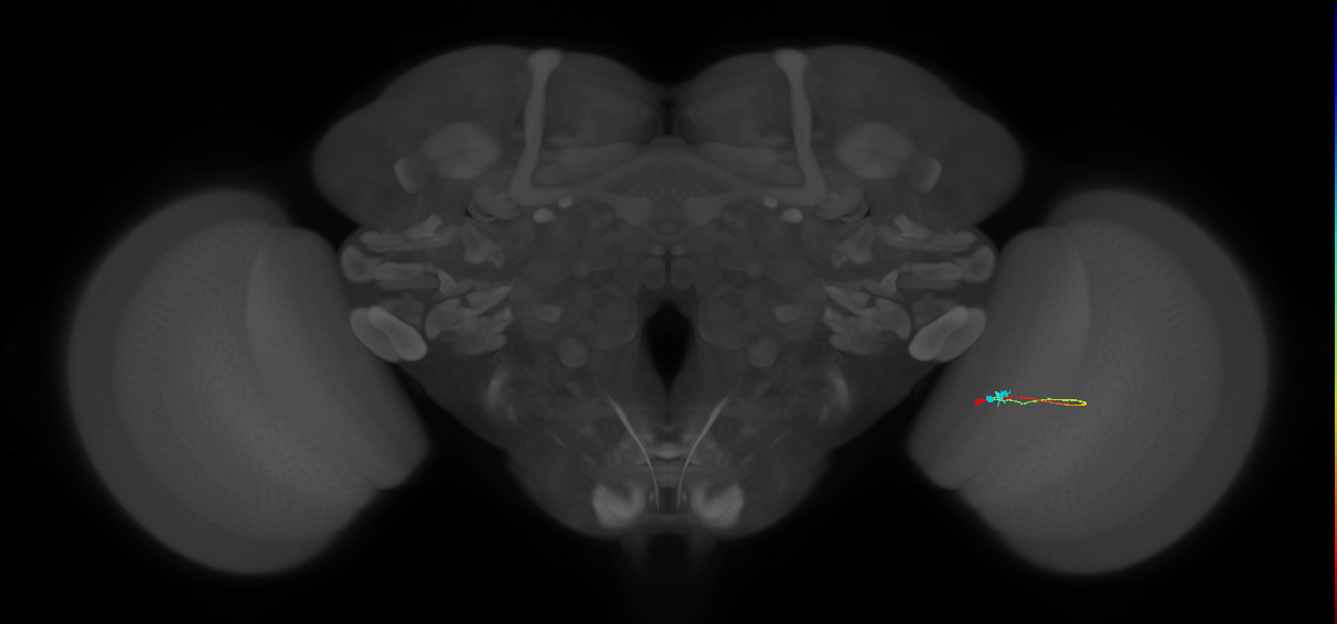 Tm9_R (MaleCNS:131532)