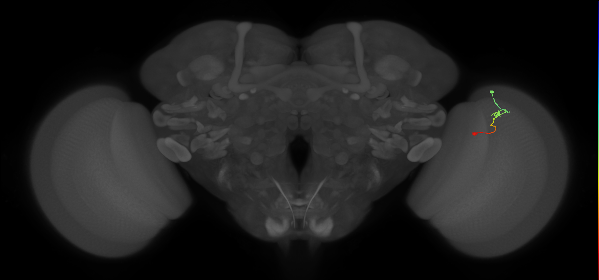 Tm9_R (MaleCNS:115189)