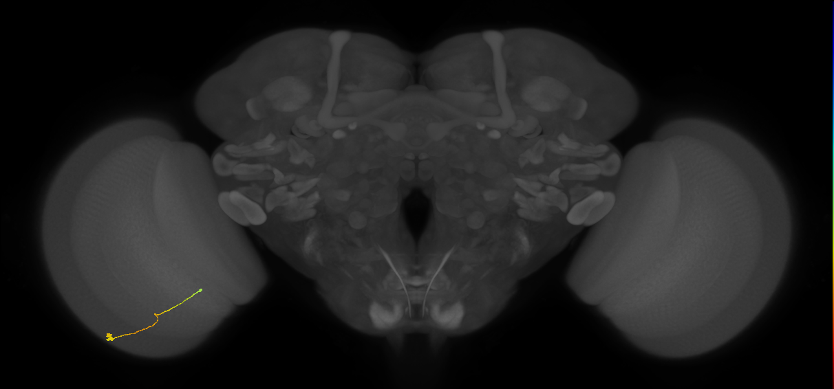 Tm9_L (MaleCNS:532266)