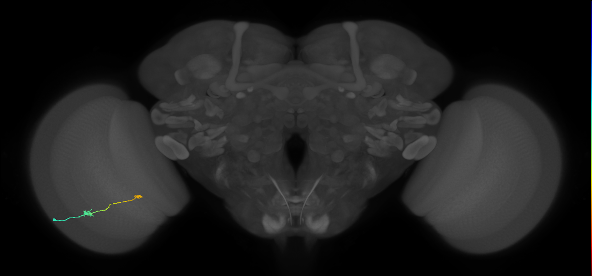 Tm9_L (MaleCNS:53602)