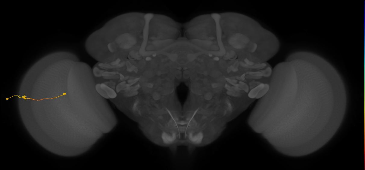 Tm9_L (MaleCNS:549806)