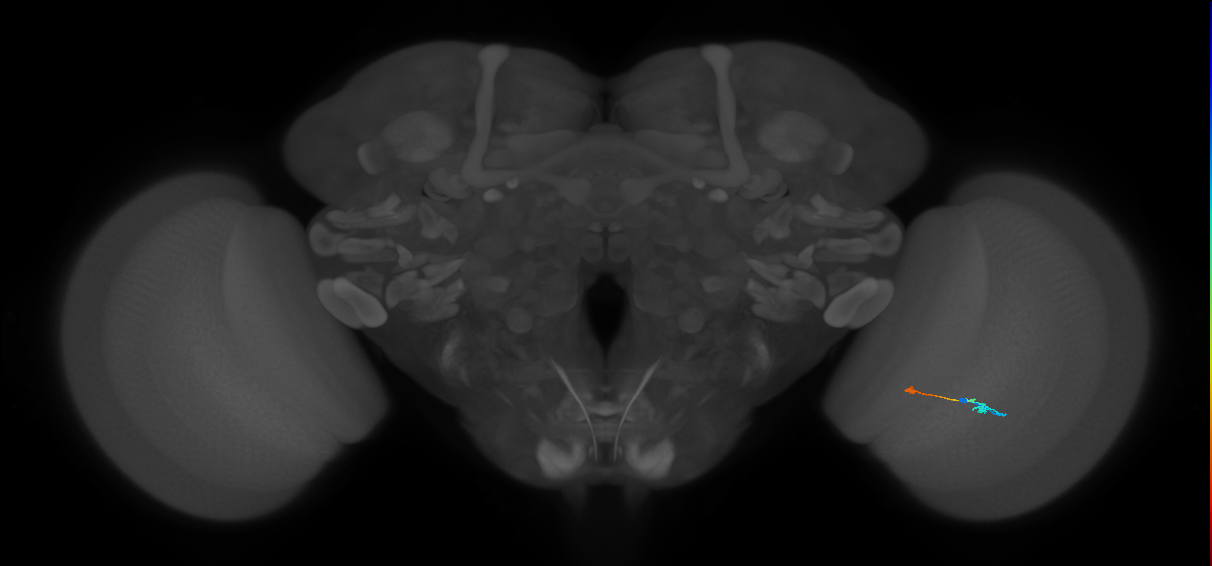 Tm9_R (MaleCNS:104379)
