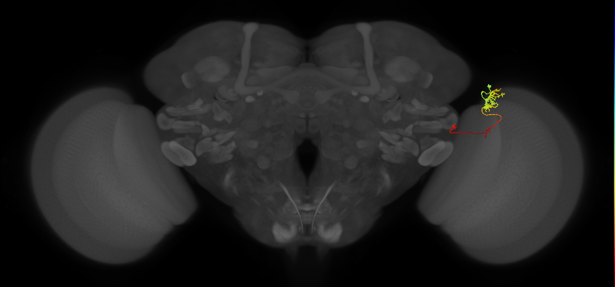 TmY10_R (MaleCNS:118864)