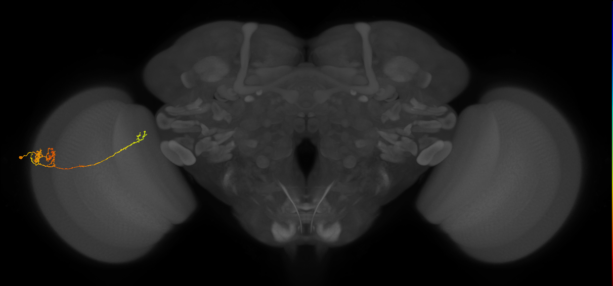 TmY10_L (MaleCNS:70108)