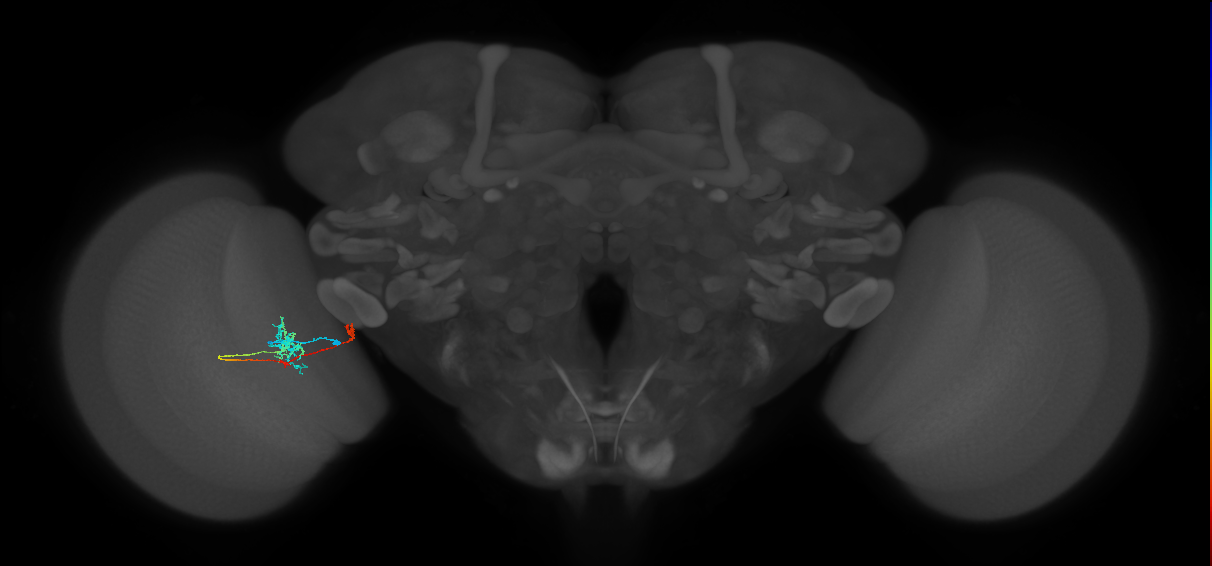 TmY10_L (MaleCNS:536461)