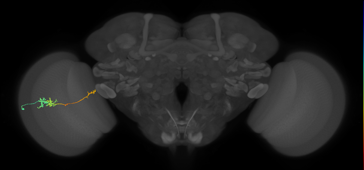 TmY10_L (MaleCNS:43933)