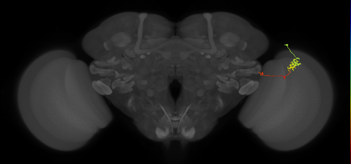 TmY10_R (MaleCNS:95272)