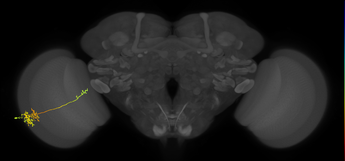 TmY10_L (MaleCNS:41379)
