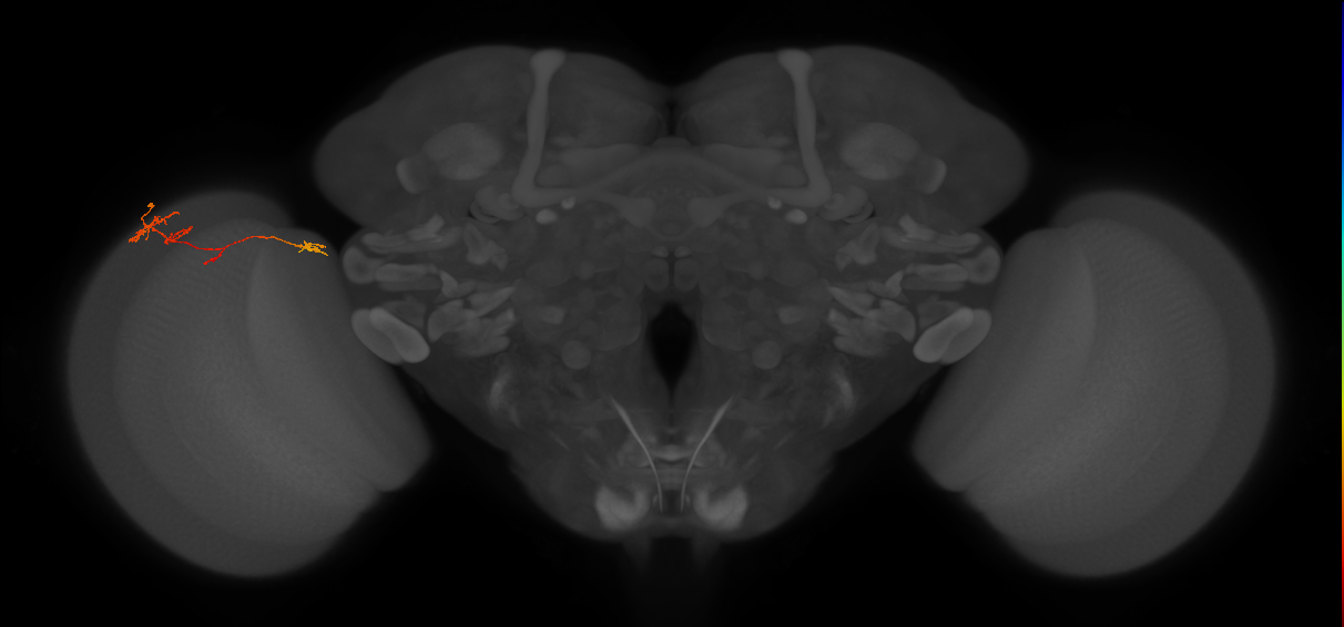 TmY10_L (MaleCNS:174743)