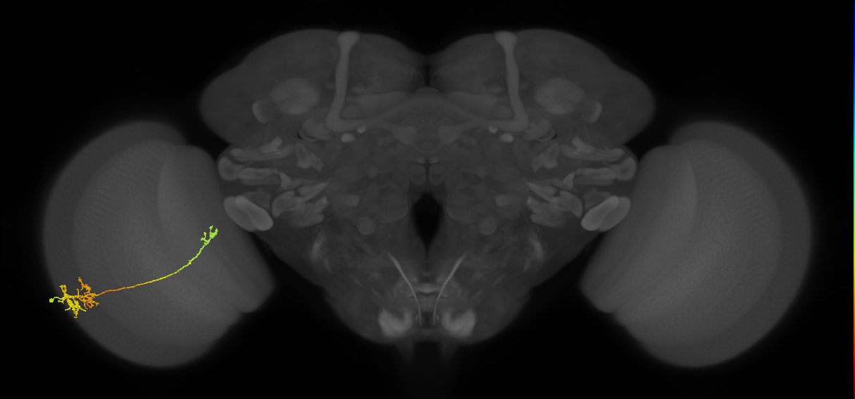 TmY10_L (MaleCNS:47381)