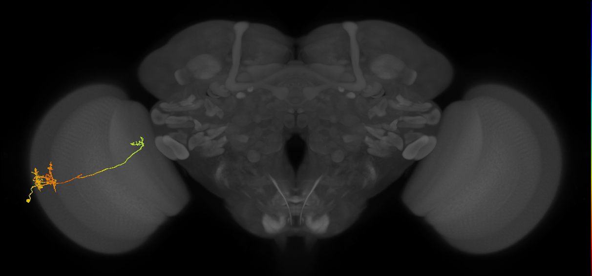 TmY10_L (MaleCNS:525513)