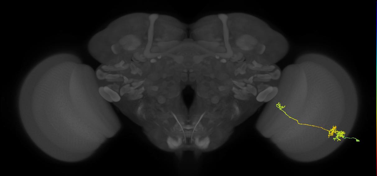 TmY10_R (MaleCNS:40656)